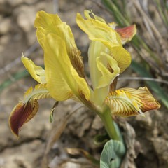 Iris pseudopumila