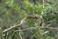Ornithion brunneicapillus