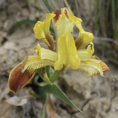Iris pseudopumila