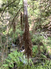Aruncus dioicus acuminatus