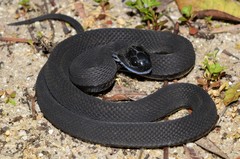 Dasypeltis atra