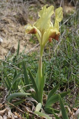 Iris pseudopumila