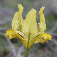 Iris pseudopumila