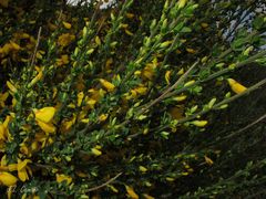Cytisus scoparius insularis