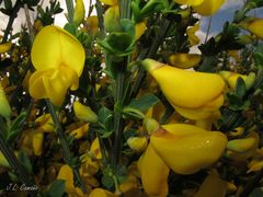 Cytisus scoparius insularis