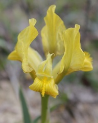 Iris pseudopumila