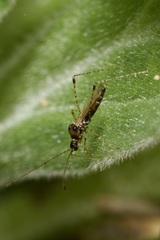 Gampsocoris culicinus