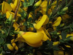 Cytisus scoparius insularis
