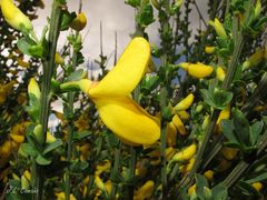 Cytisus scoparius insularis