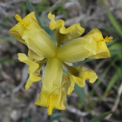 Iris pseudopumila