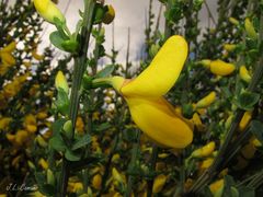 Cytisus scoparius insularis