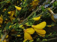 Cytisus scoparius insularis