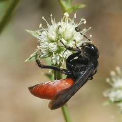 Sericopompilus neotropicalis