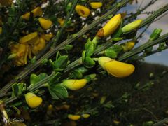 Cytisus scoparius insularis