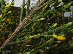 Cytisus scoparius insularis