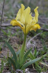Iris pseudopumila