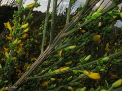 Cytisus scoparius insularis