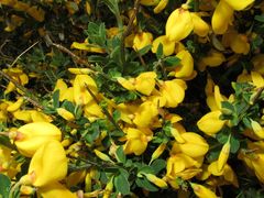 Cytisus scoparius insularis