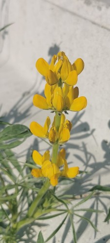 Lupinus luteus iNat (3)