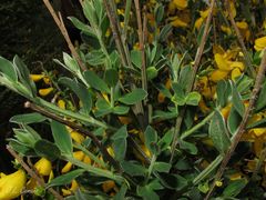 Cytisus scoparius insularis