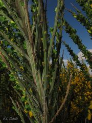 Cytisus scoparius insularis