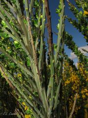 Cytisus scoparius insularis