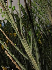 Cytisus scoparius insularis