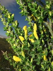 Cytisus scoparius insularis