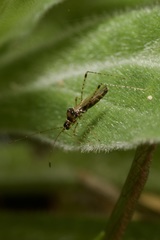 Gampsocoris culicinus