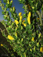 Cytisus scoparius insularis