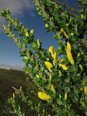 Cytisus scoparius insularis