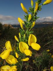 Cytisus scoparius insularis