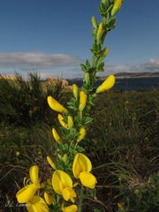 Cytisus scoparius insularis
