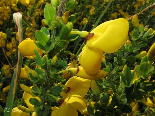 Cytisus scoparius