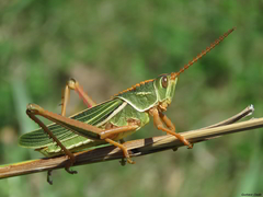 Staleochlora viridicata