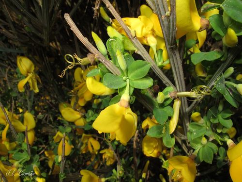 Cytisus scoparius