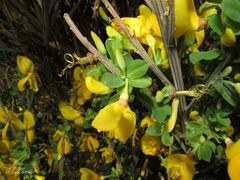 Cytisus scoparius insularis