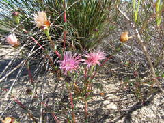 Lampranthus pakhuisensis