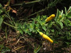 Cytisus scoparius insularis