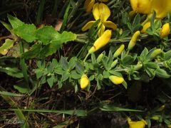 Cytisus scoparius insularis