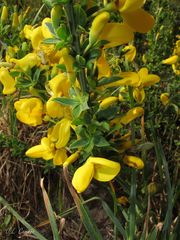 Cytisus scoparius insularis