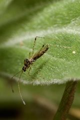 Gampsocoris culicinus