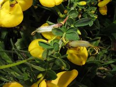Cytisus scoparius insularis