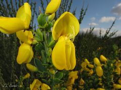 Cytisus scoparius insularis