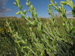 Cytisus scoparius insularis
