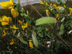 Cytisus scoparius insularis