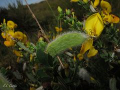 Cytisus scoparius insularis