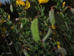 Cytisus scoparius insularis