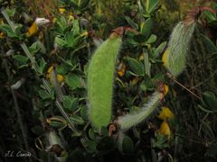 Cytisus scoparius insularis
