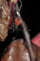 Leptoscelis militaris